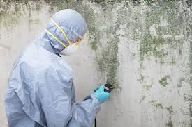 Best Forensic Mold Investigation in San Jacinto, CA